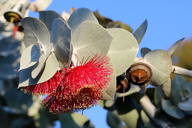 Kvetoucí eukalyptus