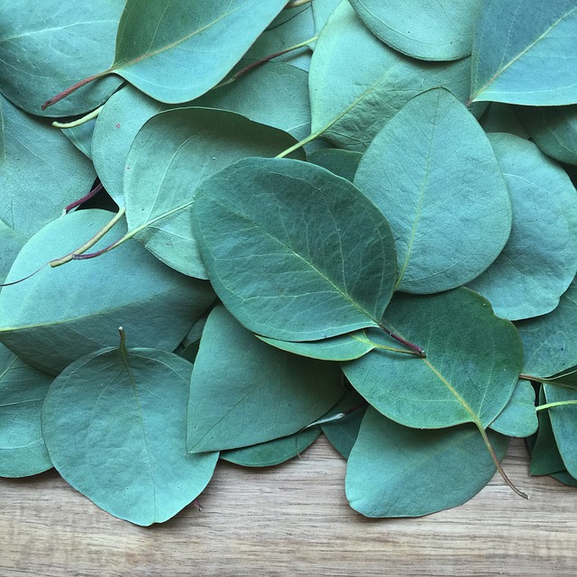 eukalyptus listy