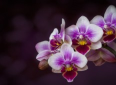 Pěstování orchidejí
