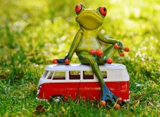 frog