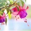 Fuchsie