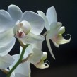 orchid