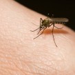 Sítě proti hmyzu zbaví vaše obydlí otravných komárů