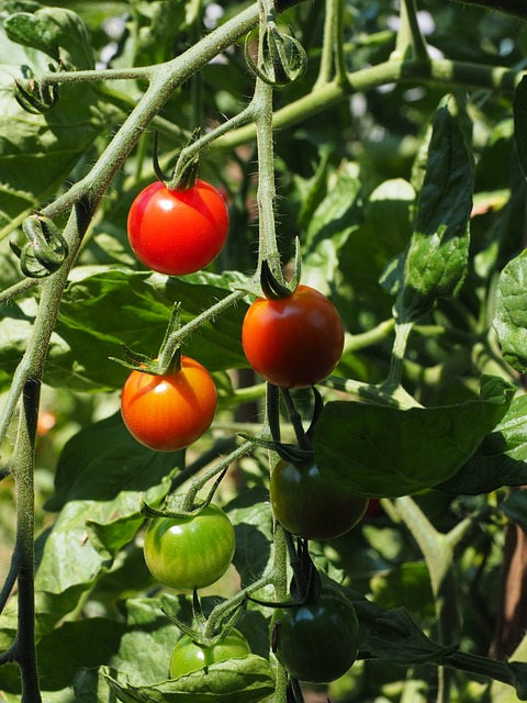 Keříková rajčata