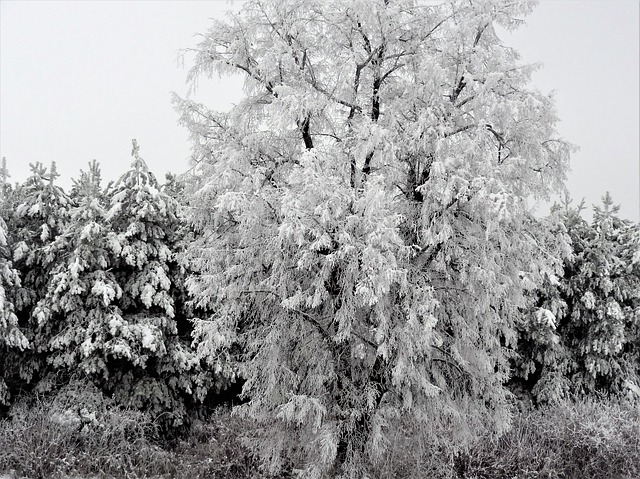 Sníh na stromech