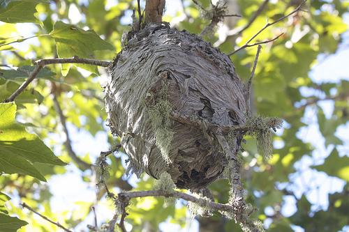 vosí hnízdo na stromě
