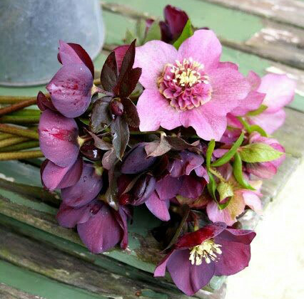 Jarní květiny pro řez do vázy: takové barvy jinde nenajdete