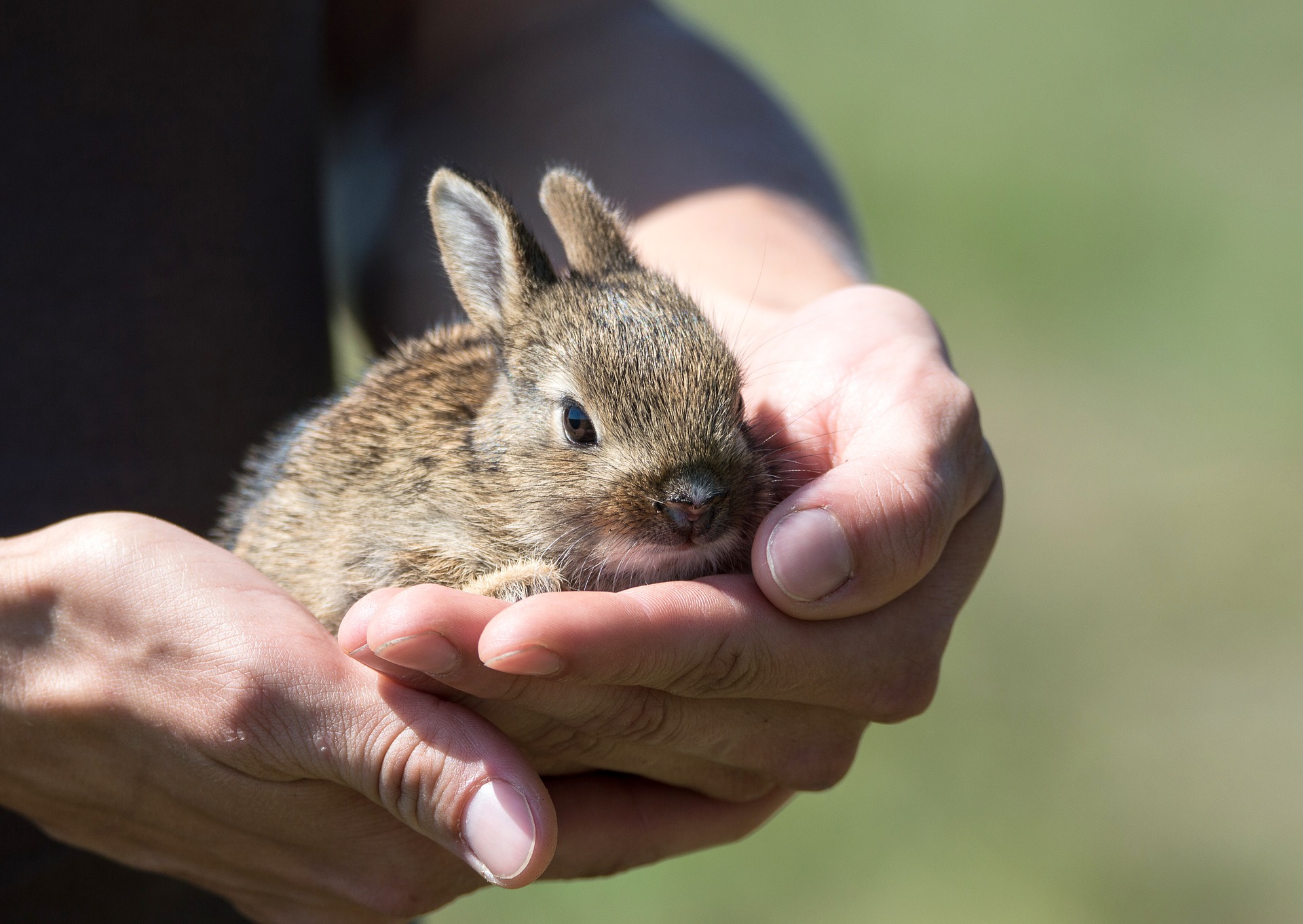 Téměř žádný chov králíků se neobejde bez problémů s chorobami
