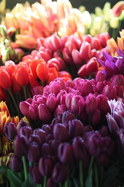 Tulipány: kolik znáte druhů, tolikrát jste zahradníkem