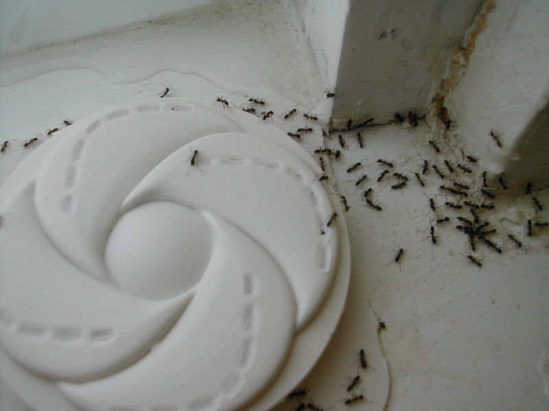 Nástrahy proti mravencům a jejich typy