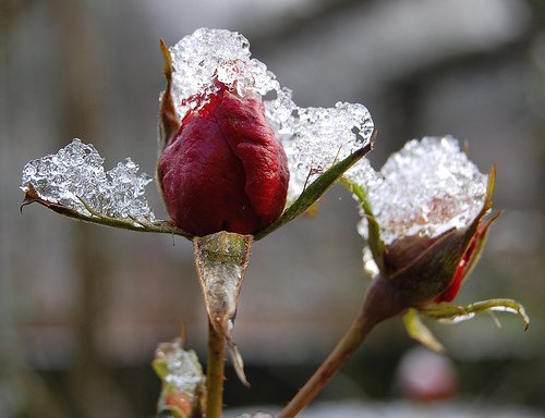 Listopad – na zahradu se blíží první sněžení a mrazy. Co vše se dá ještě stihnout?