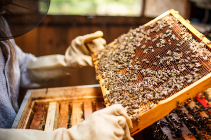 Začátek včelaření: co je třeba pro chov včel