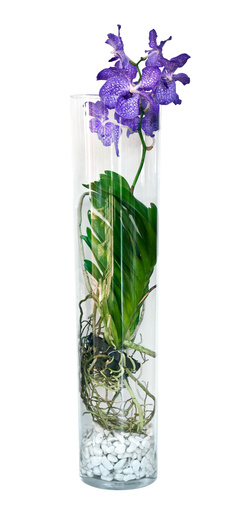 Orchidej Vanda