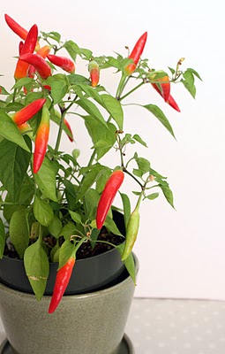 Od semena chilli k pálivé papričce. Pusťte se do pěstování
