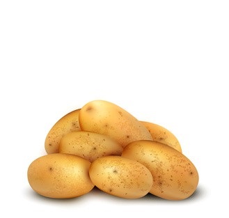 Sázení brambor
