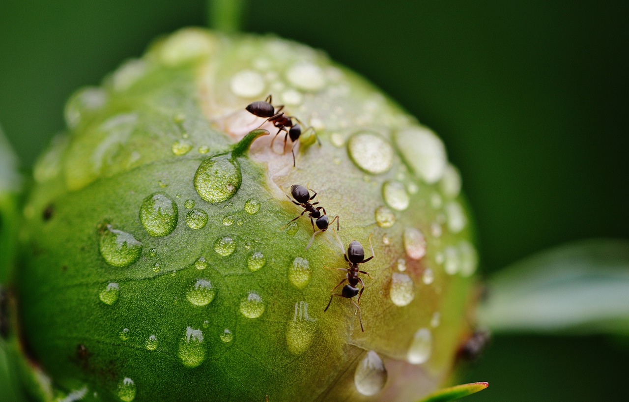 Mravenci v bytě – nepříjemnost, nad níž lze vyzrát