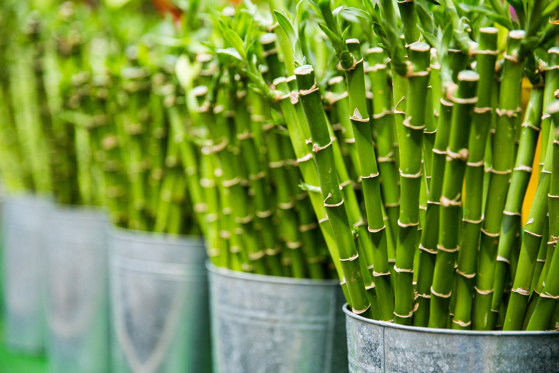 Bambus je poměrně snadné pěstovat doma. 