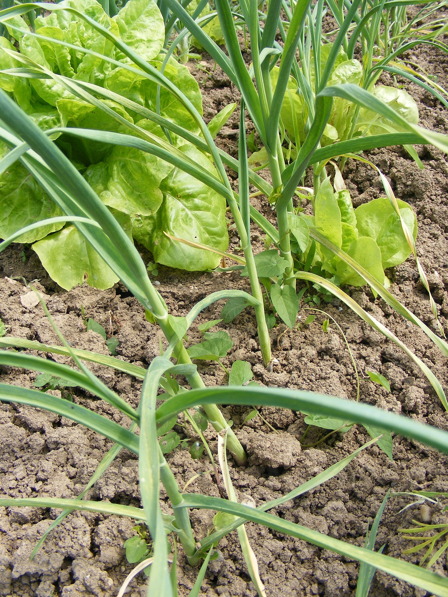 Příprava půdy pro sázení česneku