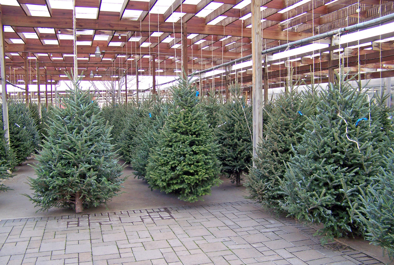 Druhy vánočních stromků: borovice, smrk, jedle a jejich charakteristika