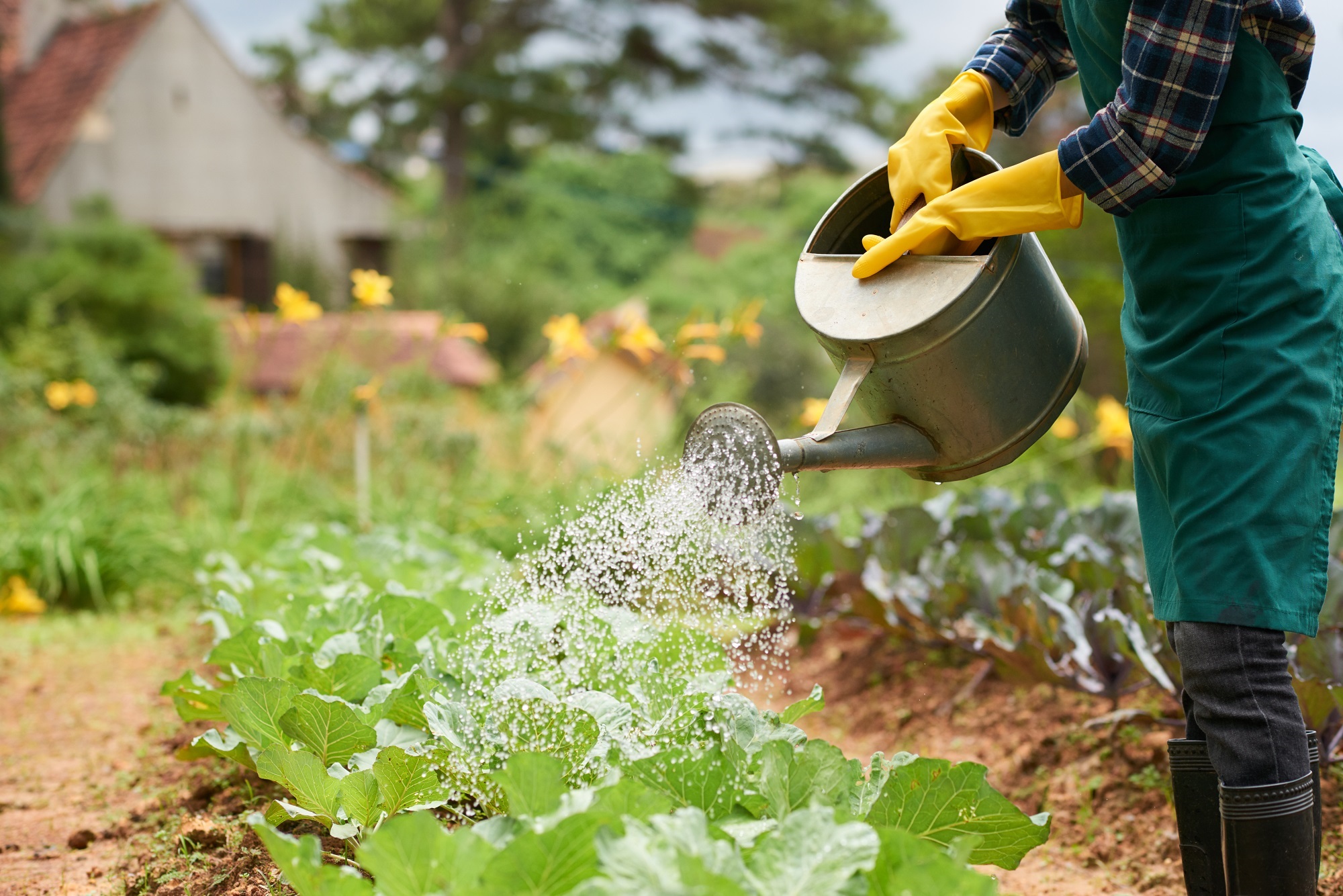 Vodu z domácí čističky lze využív na zalévání zahrady. 