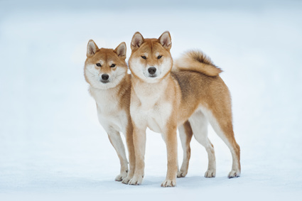 Plemena psů: dobrák od kosti Akita inu