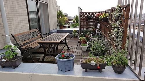 Zakrslé jehličnany do zahrady i na balkon