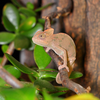 Přečtěte si, jak správně připravit terárium pro chameleona