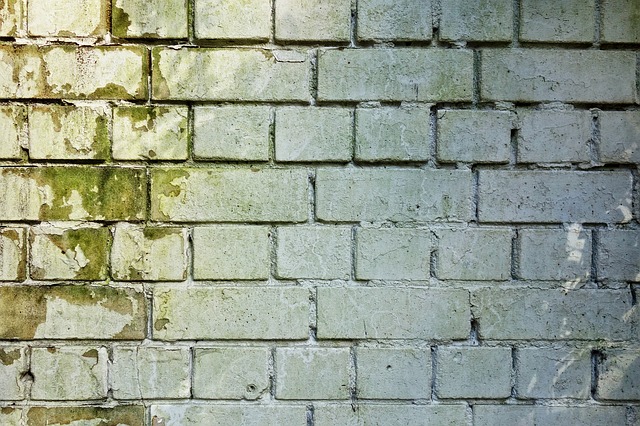 Houby útočí – jak se zbavit plísně na zdi?