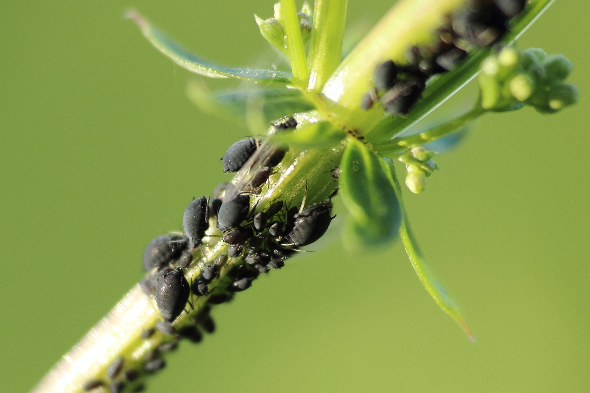 aphids-789242_1920