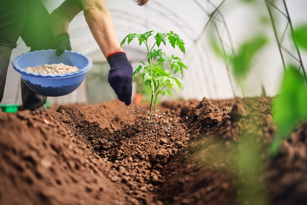 Jak zajistit, aby vaše rostliny správně rostly? Zdroj foto 2: Valentin Valkov / Shutterstock.com 