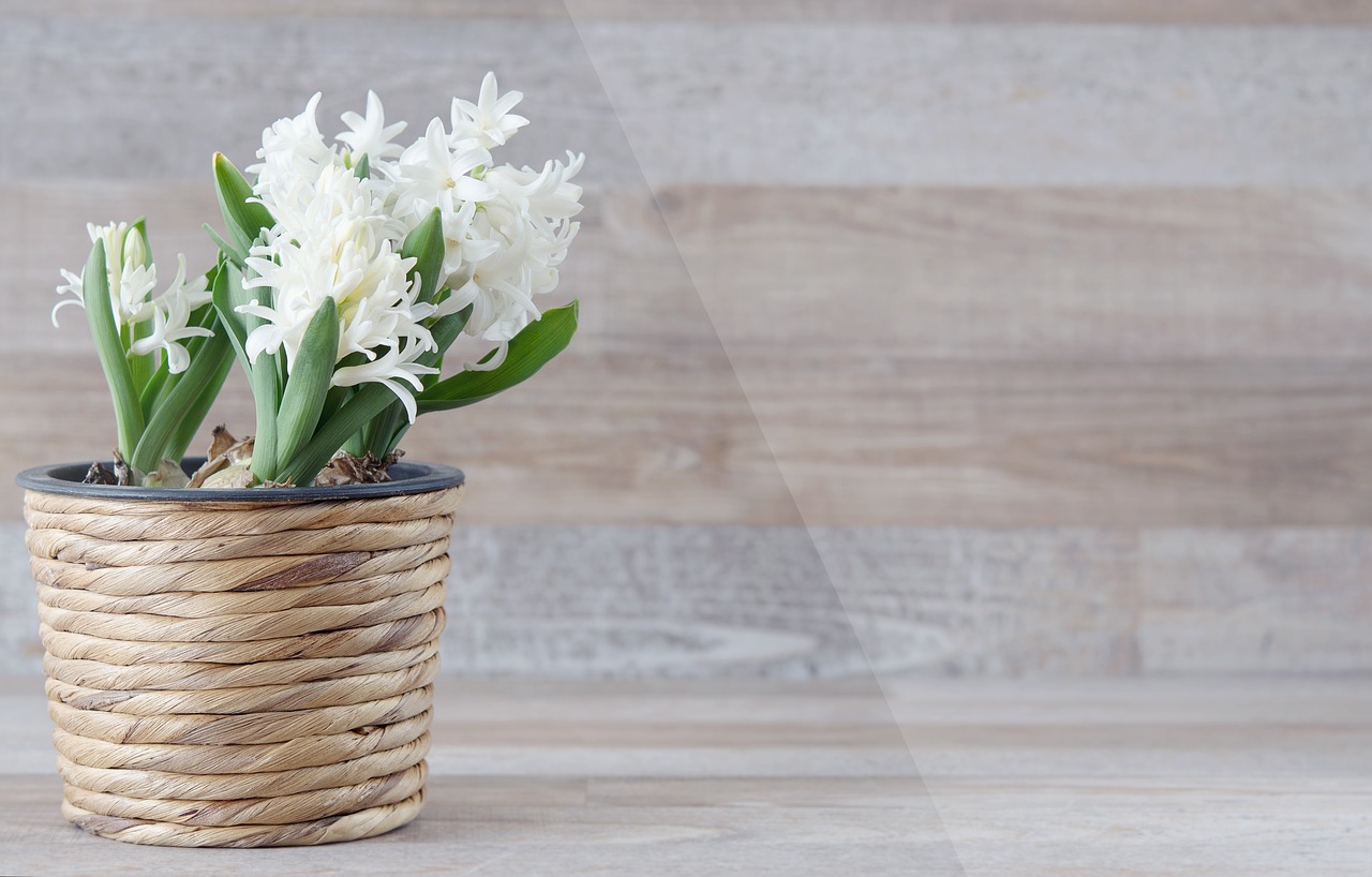 Stačí pár ozdob a hyacinty budou hned vypadat vánočněji. Buďte kreativní!
