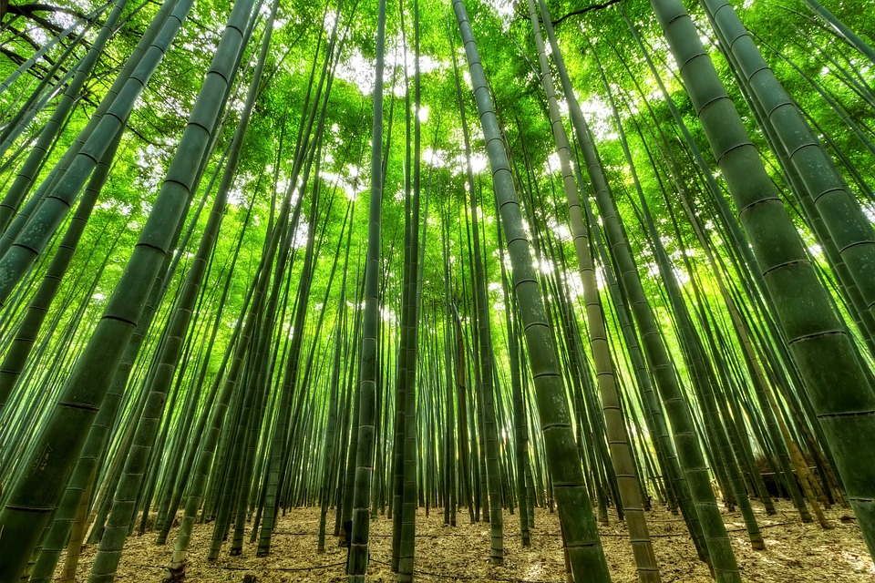 Bambusové i korkové podlahy jsou vyráběné z ryze přírodních zdrojů