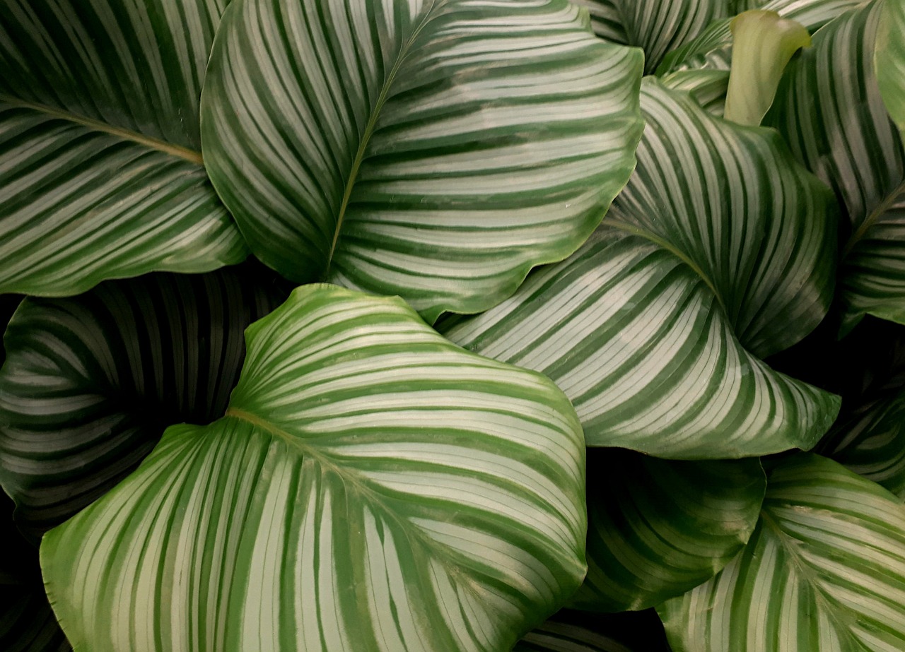 Barevné přechody na listech rostliny kalatea vás uchvátí
