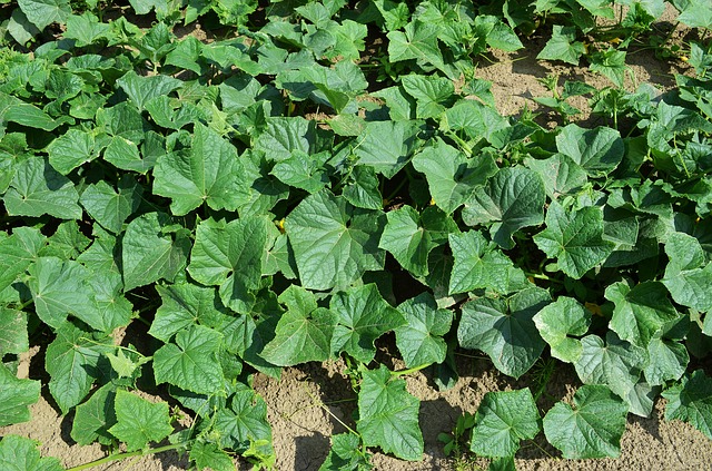 Pěstováním vyšlechtěných odrůd vyřešíte boj s plísní okurkovou