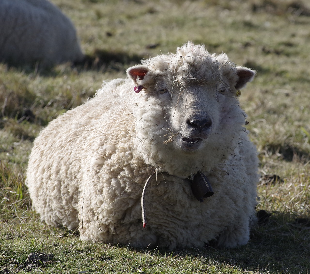 Merino plemeno ovcí má srst s extrémně jemnými vlákny.