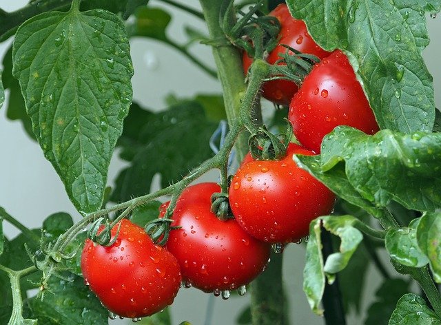 Chcete mít rajčata dobře živená a bez hniloby? Přidejte k sazenicím nadrcené skořápky
