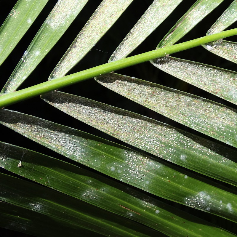 Červci na listech palmy. zdroj Flickr.com, Scot Nelson
